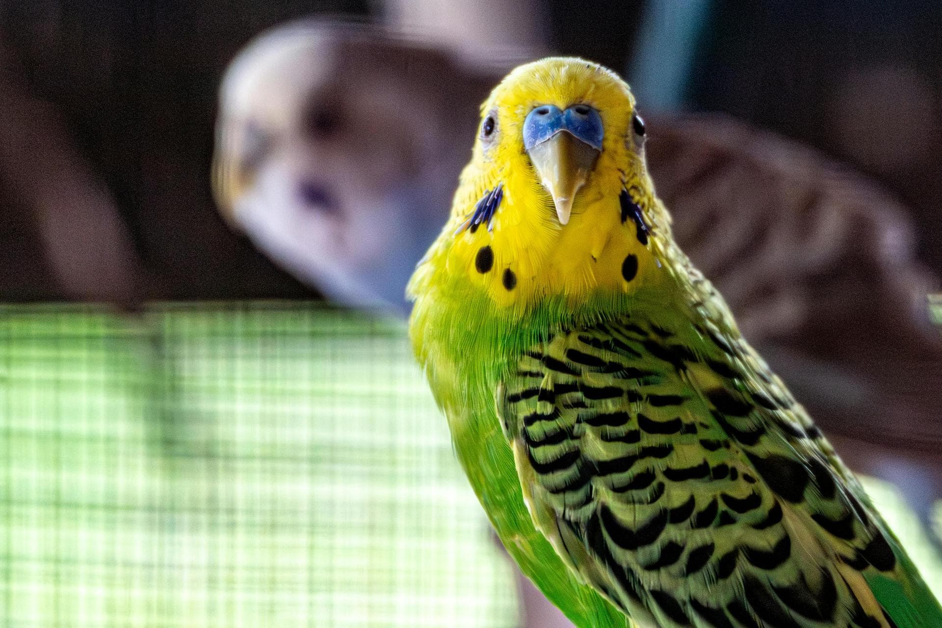 Best Vets in Clarina